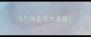 5个月金毛犬食量