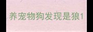 养宠物狗发现是狼