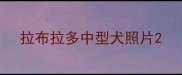 拉布拉多中型犬照片