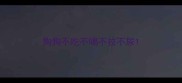 狗狗不吃不喝不拉不尿