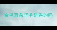 金毛耳朵坚毛是卷的吗