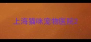 上海猫咪宠物医院