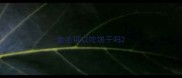 金毛可以吃饼干吗