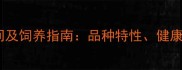 牛头梗成年时间及饲养指南品种特性健康养护与寿命全