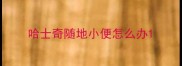 哈士奇随地小便怎么办