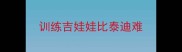 训练吉娃娃比泰迪难