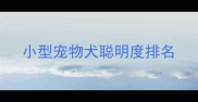小型宠物犬聪明度排名