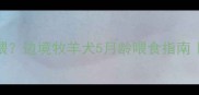 边牧幼犬5个月大怎么喂边境牧羊犬5月龄喂食指南新手必看科学喂养法
