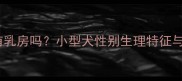 公泰迪犬有乳房吗小型犬性别生理特征与饲养指南
