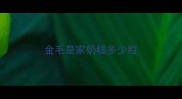 金毛皇家奶糕多少粒