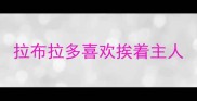 拉布拉多喜欢挨着主人
