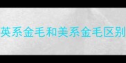 英系金毛和美系金毛区别