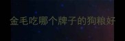 金毛吃哪个牌子的狗粮好