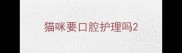 猫咪要口腔护理吗