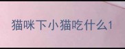 猫咪下小猫吃什么