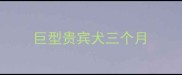 巨型贵宾犬三个月