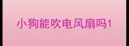 小狗能吹电风扇吗