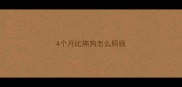 4个月比熊狗怎么照顾