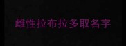 雌性拉布拉多取名字