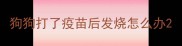 狗狗打了疫苗后发烧怎么办