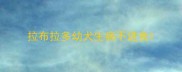 拉布拉多幼犬生病不进食