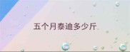 五个月泰迪多少斤