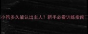 小狗多久能认出主人新手必看训练指南