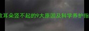 边牧耳朵竖不起的9大原因及科学养护指南