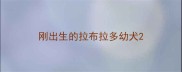 刚出生的拉布拉多幼犬