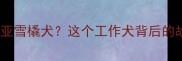 哈士奇原名西伯利亚雪橇犬这个工作犬背后的故事与饲养全攻略