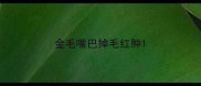 金毛嘴巴掉毛红肿