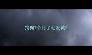 狗狗7个月了毛发黄