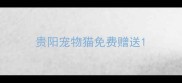 贵阳宠物猫免费赠送