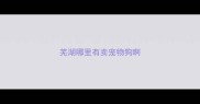 芜湖哪里有卖宠物狗啊