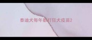 泰迪犬每年都打狂犬疫苗