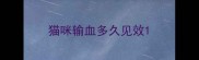猫咪输血多久见效