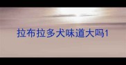 拉布拉多犬味道大吗