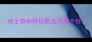 哈士奇和阿拉斯加犬哪个好