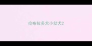 拉布拉多犬小幼犬