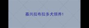嘉兴拉布拉多犬领养