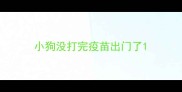 小狗没打完疫苗出门了