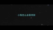 小狗怎么容易养胖