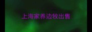 上海家养边牧出售