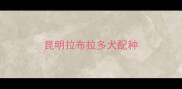 昆明拉布拉多犬配种