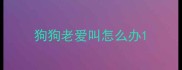 狗狗老爱叫怎么办