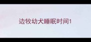 边牧幼犬睡眠时间