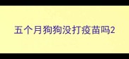 五个月狗狗没打疫苗吗