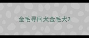金毛寻回犬金毛犬