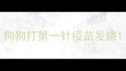 狗狗打第一针疫苗发烧