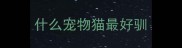 什么宠物猫最好驯